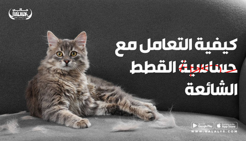 كيفية التعامل مع حساسية القطط الشائعة
